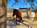 Mooi landelijk huis met zwembad in Pinoso in  Dream Villas Alicante