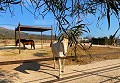 Mooi landelijk huis met zwembad in Pinoso in  Dream Villas Alicante