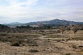 Lovely Country House in Sax in  Dream Villas Alicante