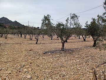 Land for Sale with Olive Trees in La Romana.