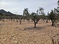 Terrain à vendre avec des oliviers à La Romana. in  Dream Villas Alicante