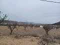 Terrain à vendre avec des oliviers à La Romana. in  Dream Villas Alicante