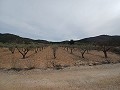 Terrain à vendre avec des oliviers à La Romana. in  Dream Villas Alicante