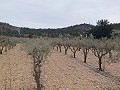 Terrain à vendre avec des oliviers à La Romana. in  Dream Villas Alicante