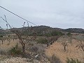 Terrain à vendre avec des oliviers à La Romana. in  Dream Villas Alicante