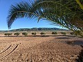 Beautiful Country home in Yecla in  Dream Villas Alicante