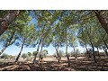 Atemberaubend Villa mit 6 Schlafzimmern und 4 Bädern in Yecla. in  Dream Villas Alicante