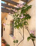 Preciosa casa de campo de 5 dormitorios y 4 baños en Raspay. in  Dream Villas Alicante