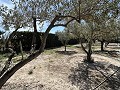 2 Bed 1 Bath Finca for sale in la Romana. in  Dream Villas Alicante