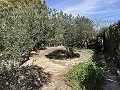 2 Bed 1 Bath Finca for sale in la Romana. in  Dream Villas Alicante
