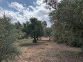 Fantastisches Landhaus mit 4 Schlafzimmern und 20.000 m2 Grundstück in  Dream Villas Alicante