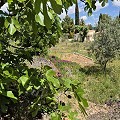 Schönes Landhaus mit 3 Schlafzimmern und 1 Bad in Yecla. in  Dream Villas Alicante