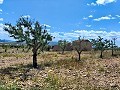 Ruina en Pinoso con suficiente terreno para construir una nueva vivienda in  Dream Villas Alicante