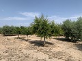 Villa with Private Pool, 3 Beds, seperate garage and Olive Trees in  Dream Villas Alicante