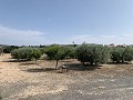 Villa with Private Pool, 3 Beds, seperate garage and Olive Trees in  Dream Villas Alicante