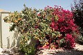 Prachtige villa met 3 slaapkamers en 2 badkamers in Abanilla. in  Dream Villas Alicante