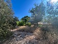 Large Country House with Pool and Annex in Sax in  Dream Villas Alicante