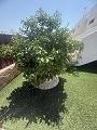 Lovely 2 Bedroom 2 bathroom  Apartment, in Vistabella golf Los Montesinos in  Dream Villas Alicante