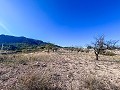 Finca with more than 20,000 m² of land with extensive possibilities in  Dream Villas Alicante