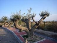Large New Build Villa with swimming pool in  Dream Villas Alicante