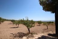 Casa de Campo con 100.000M2 de olivos y almendros in  Dream Villas Alicante