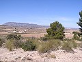 Building land in Pinoso in  Dream Villas Alicante