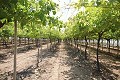 Groot landhuis met marmeren bedrijf en druivenplantage in  Dream Villas Alicante