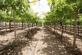 Groot landhuis met marmeren bedrijf en druivenplantage in  Dream Villas Alicante