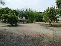 Schöne Villa in Ricabacica, Abanilla + Olivenhain in Partidor in  Dream Villas Alicante