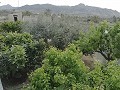 Schöne Villa in Ricabacica, Abanilla + Olivenhain in Partidor in  Dream Villas Alicante