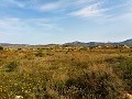 Schöne Villa in Ricabacica, Abanilla + Olivenhain in Partidor in  Dream Villas Alicante