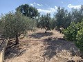 House to Reform in Caudete in  Dream Villas Alicante