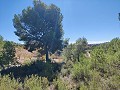Detached country house between Monovar and Pinoso in  Dream Villas Alicante