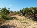 Grande maison de campagne, à distance de marche de la ville in  Dream Villas Alicante