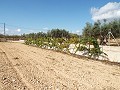 Grande maison de campagne, à distance de marche de la ville in  Dream Villas Alicante