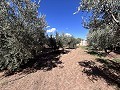 Maison de campagne à rénover à Jumilla in  Dream Villas Alicante