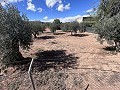 Maison de campagne à rénover à Jumilla in  Dream Villas Alicante