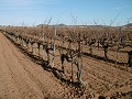 Large Country House with Pool & Vineyard in  Dream Villas Alicante