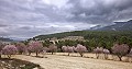Finca de 7 chambres et 8 salles de bain à Alcoy in  Dream Villas Alicante