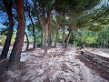 Magnífico campo con potencial de reforma en Almansa  in  Dream Villas Alicante