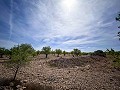 Magnífico campo con potencial de reforma en Almansa  in  Dream Villas Alicante