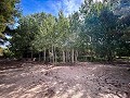 Magnífico campo con potencial de reforma en Almansa  in  Dream Villas Alicante