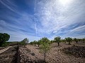 Magnífico campo con potencial de reforma en Almansa  in  Dream Villas Alicante