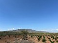 Gran Parcela de Terreno con Olivos in  Dream Villas Alicante