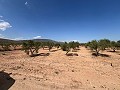 Gran Parcela de Terreno con Olivos in  Dream Villas Alicante