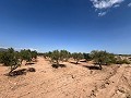 Gran Parcela de Terreno con Olivos in  Dream Villas Alicante