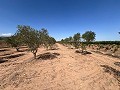Gran Parcela de Terreno con Olivos in  Dream Villas Alicante