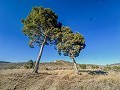 Immense maison à la campagne avec parcelles à Pinoso in  Dream Villas Alicante